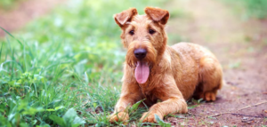Irish Terrier: A Close Look at This Resilient Canine