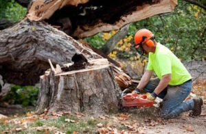 Stump Removal in Upwey: Practical Ways to Clear Unwanted Tree Stumps